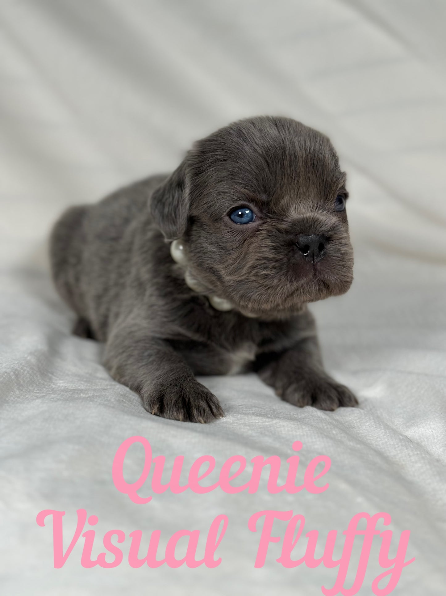 Queenie - Blue Visual Fluffy Female