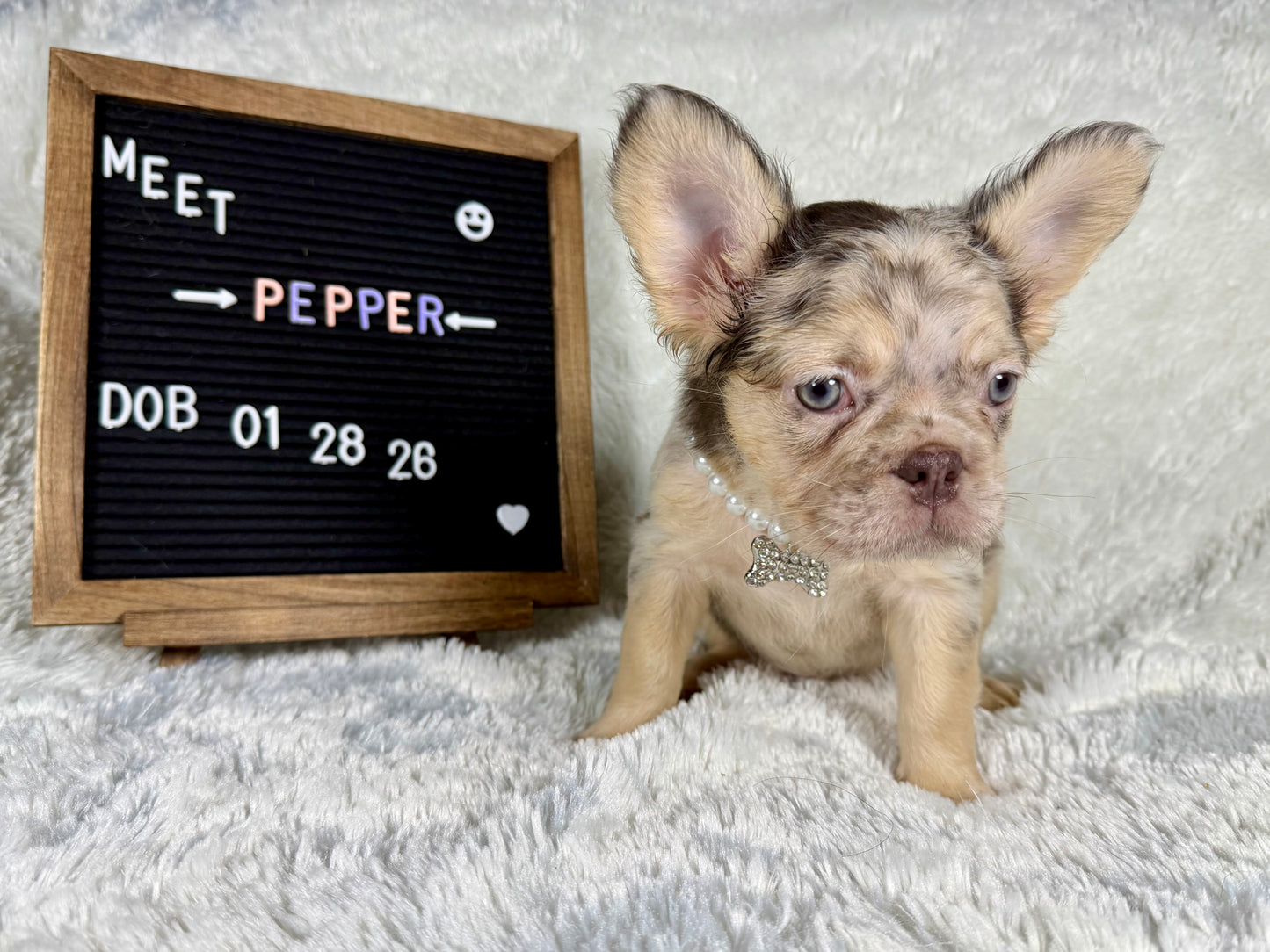 Pepper - Chocolate Merle Fluffy - RESERVED