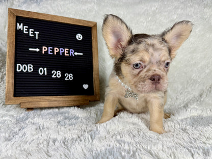 Pepper - Chocolate Merle Fluffy - RESERVED
