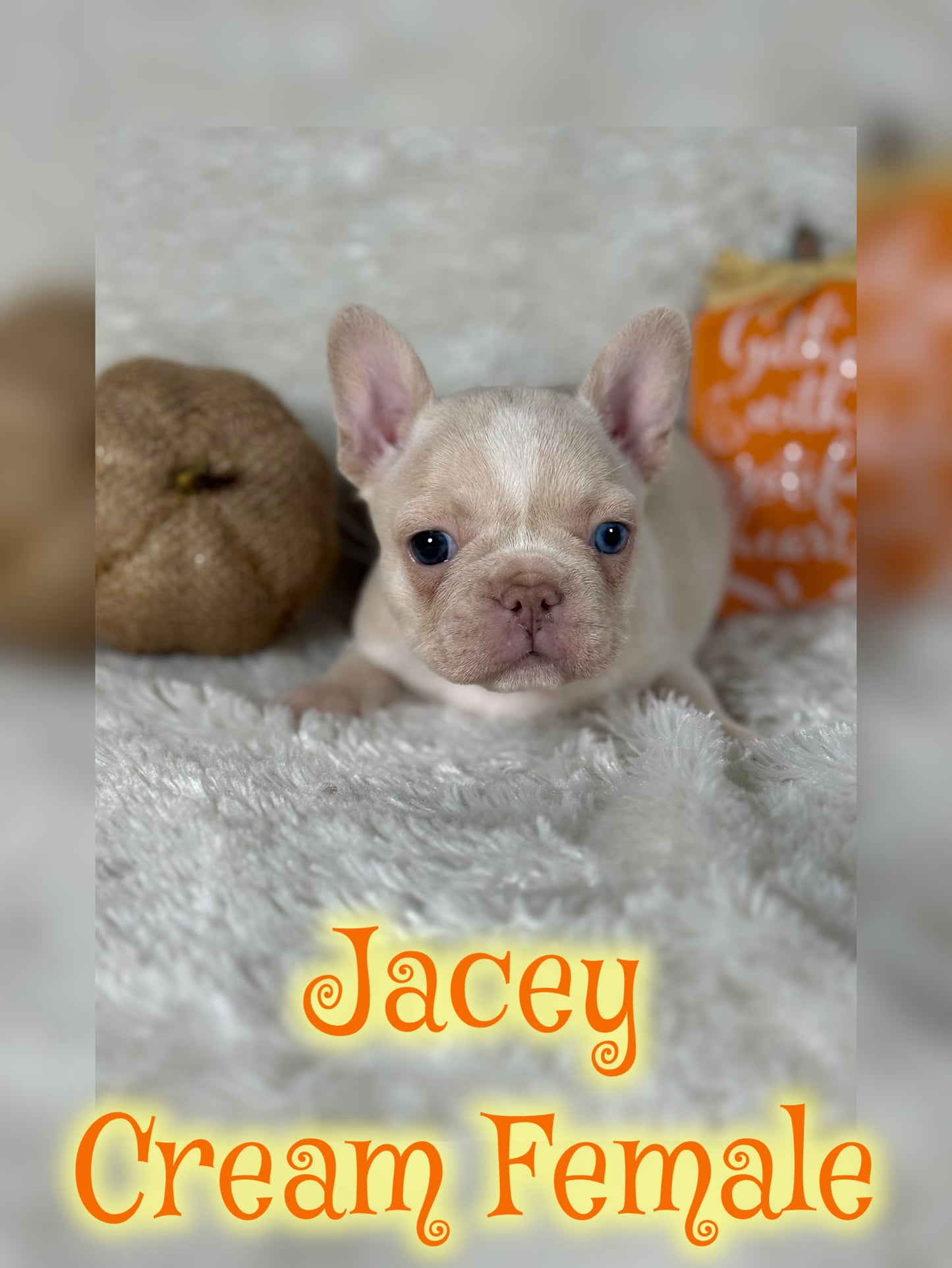 Jacey - Cream 1 BLUE eye