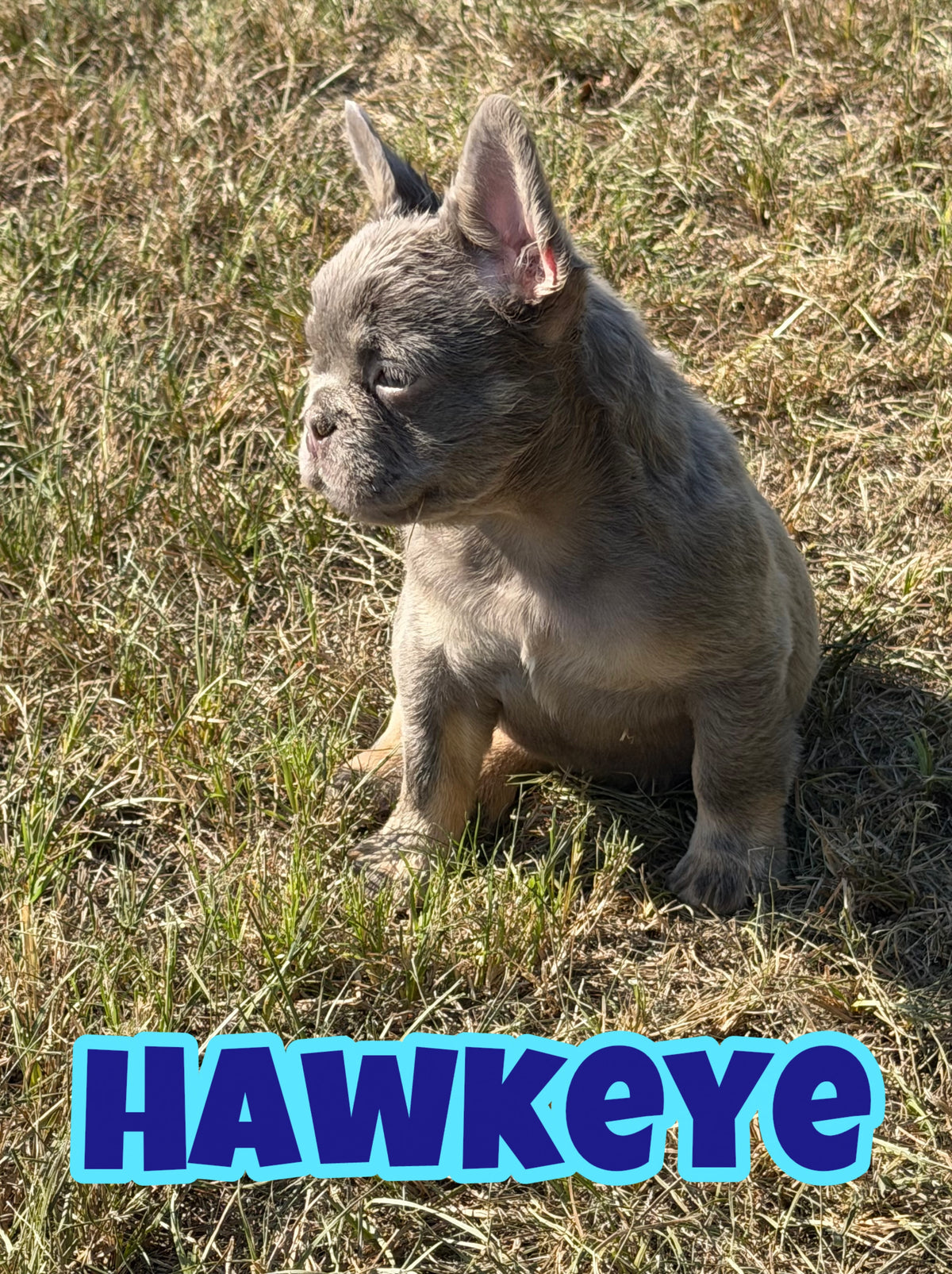 Hawkeye