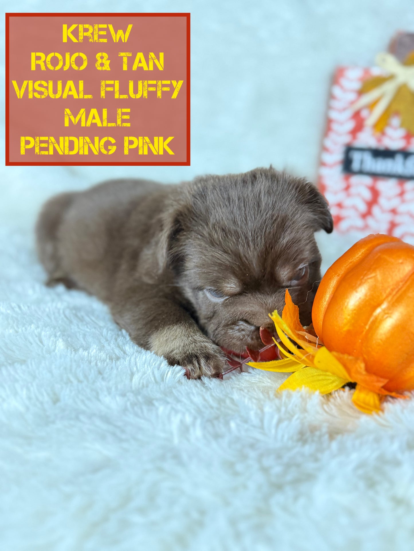 Krew - Rojo & Tan Fluffy Big Rope Pending Pink