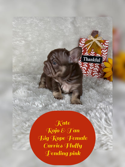 Kate - Rojo & Tan Big Rope Carries Fluffy Pending PINK