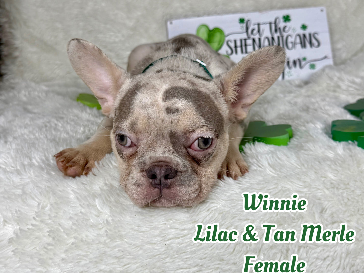 Winnie - Lilac & Tan Merle