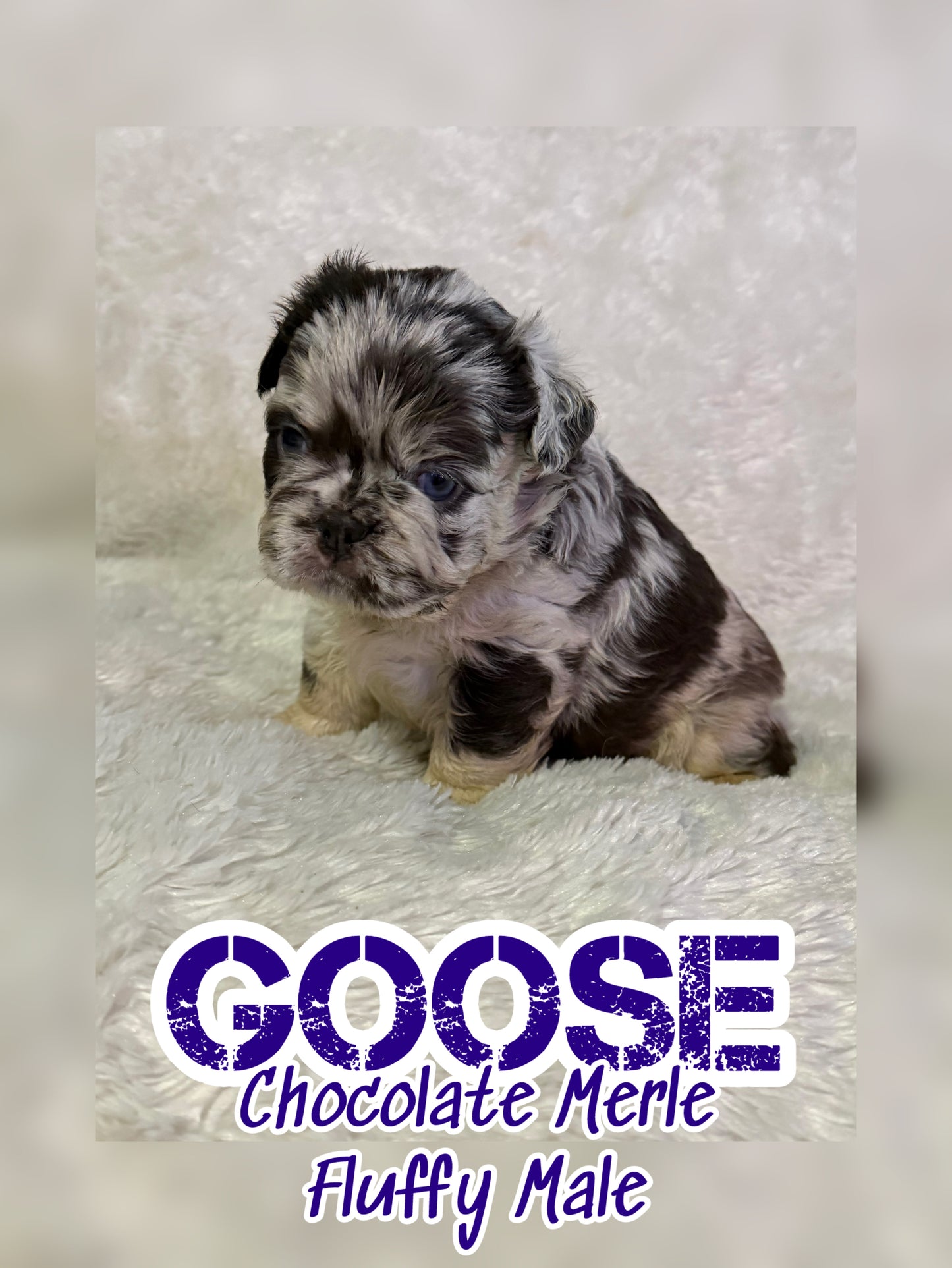 Goose