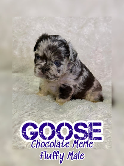 Goose