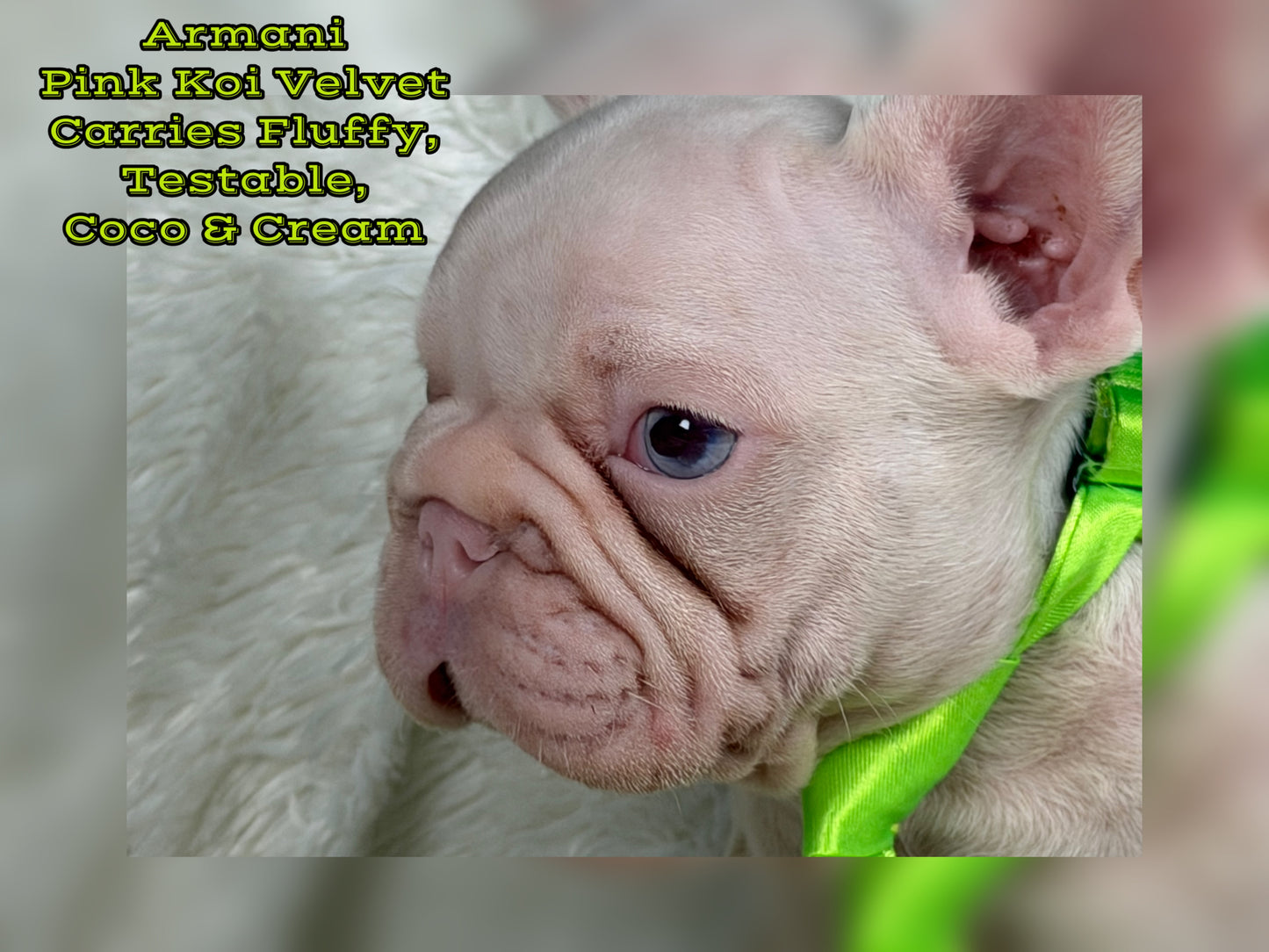Armani