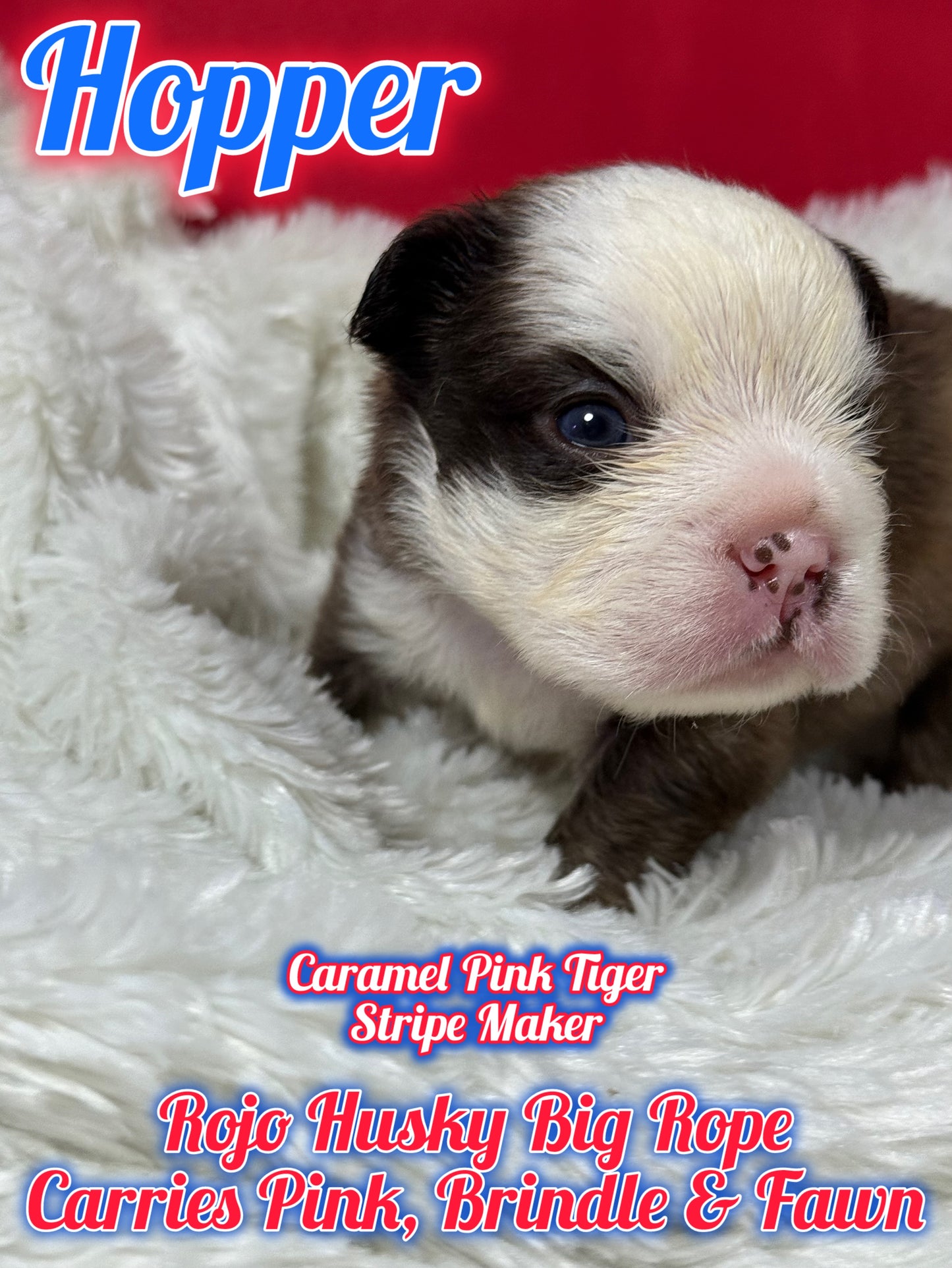 Hopper - Rojo Husky Big Rope Fluffy