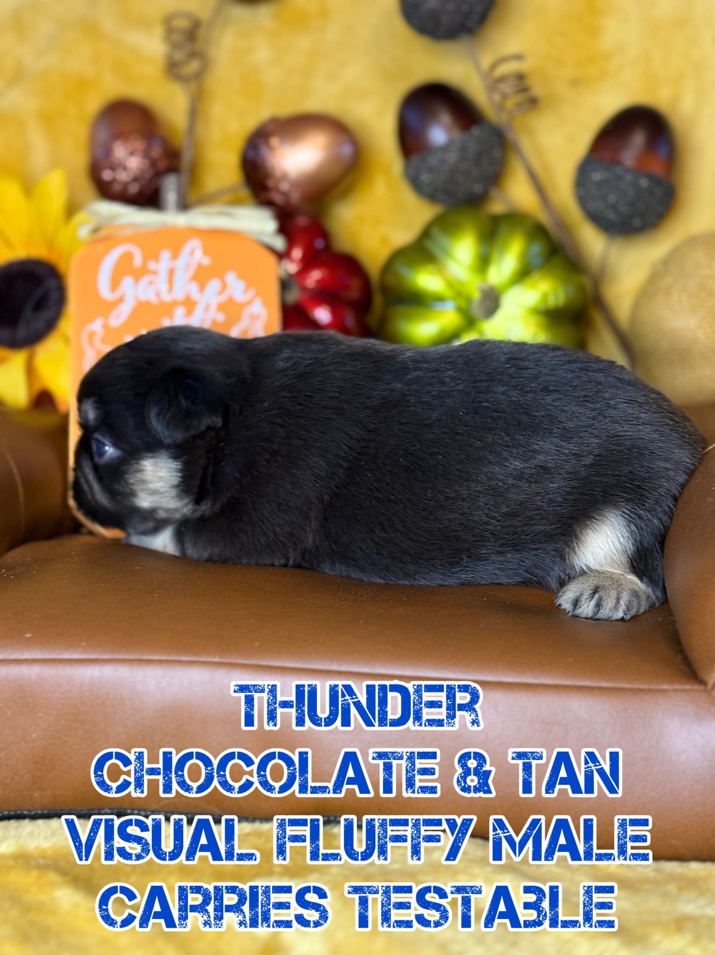 Thunder - Male Chocolate & Tan