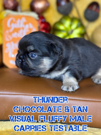 Thunder - Male Chocolate & Tan