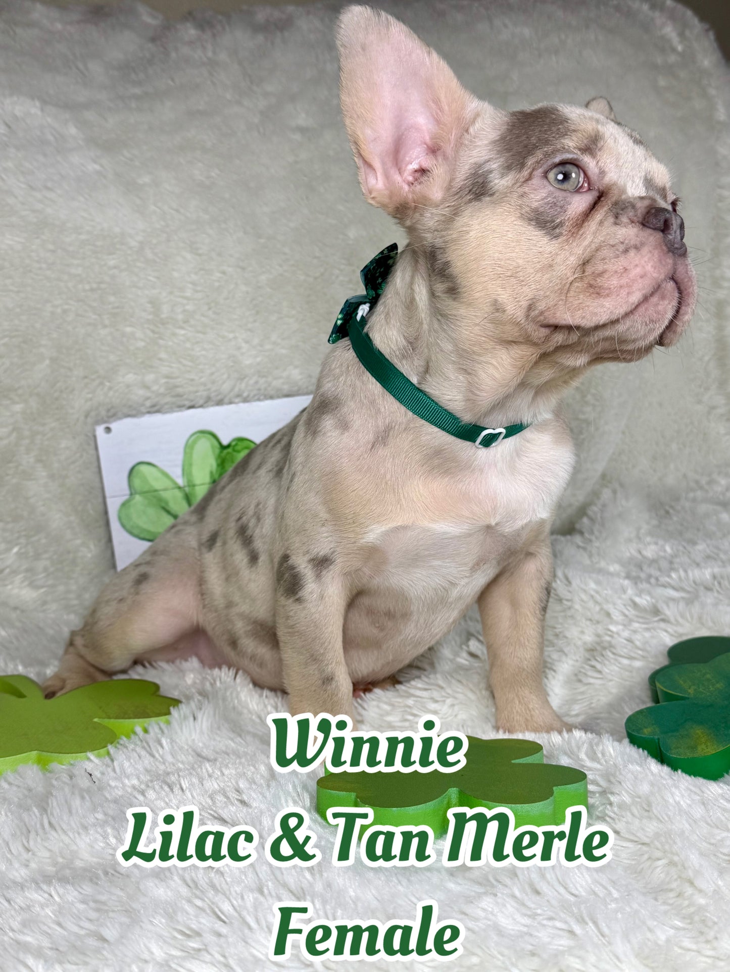 Winnie - Lilac & Tan Merle