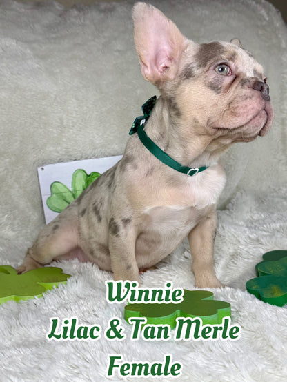 Winnie - Lilac & Tan Merle