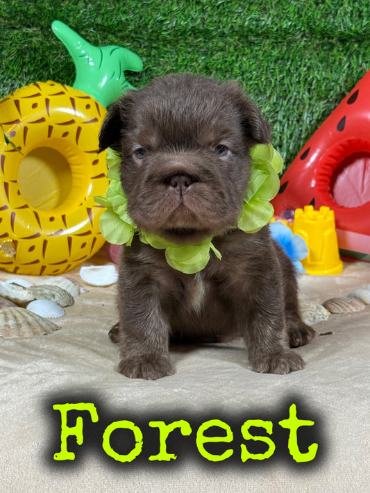 Forest - Male Rojo Fluffy Big Rope