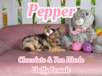 Pepper - Chocolate Merle Fluffy - RESERVED
