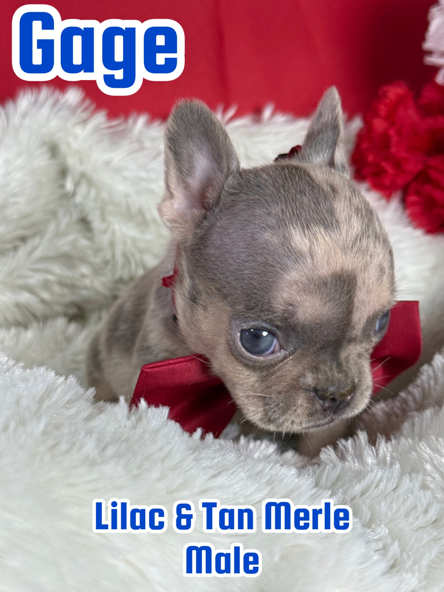 Gage - Male Lilac & Tan Merle