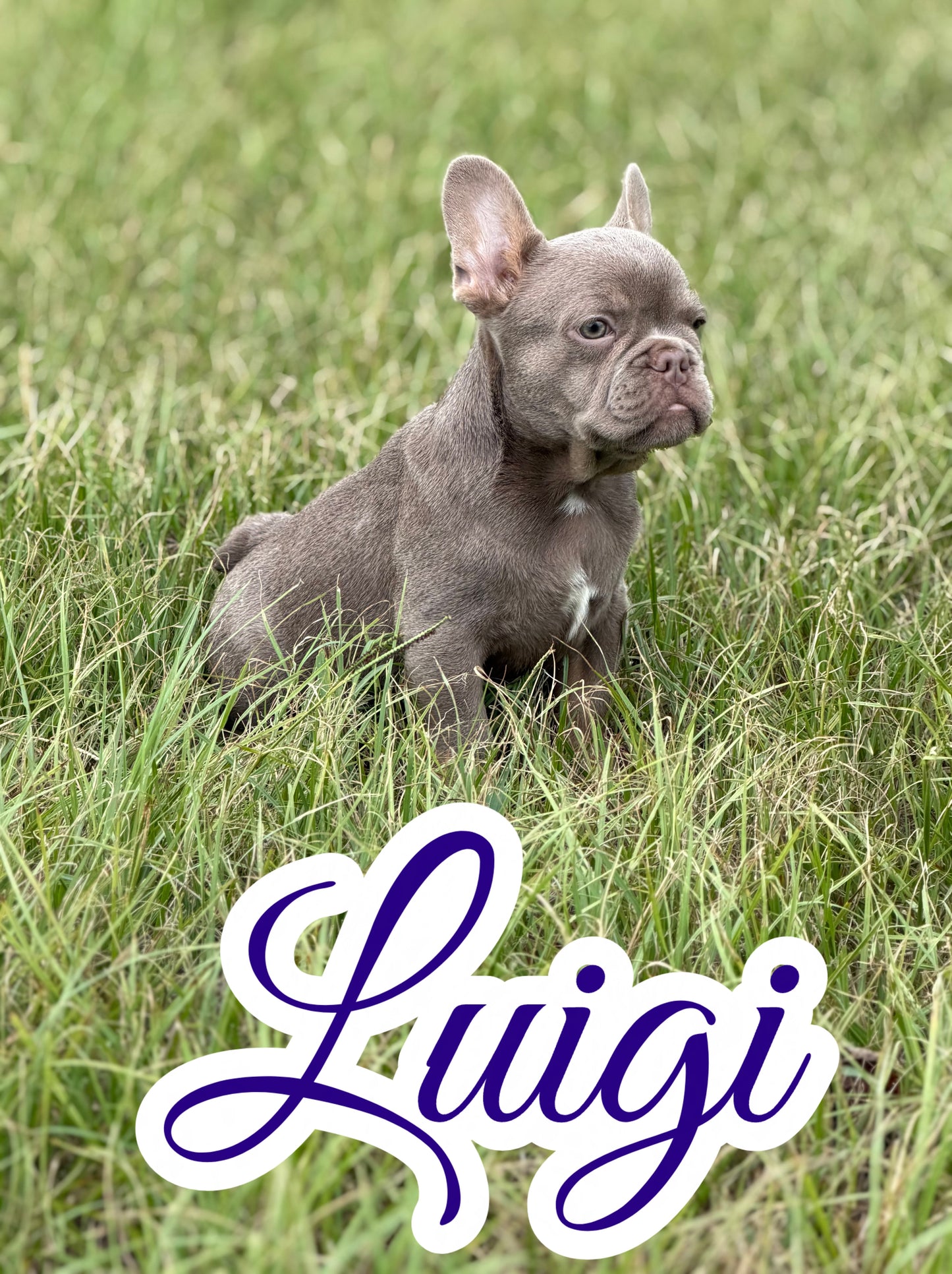 Luigi