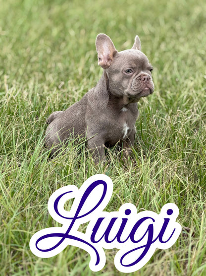 Luigi