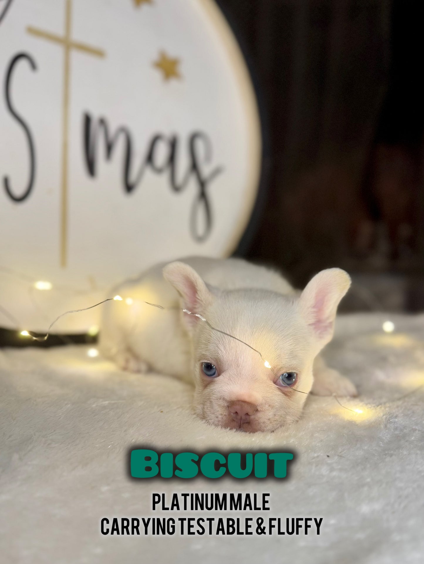 Biscuit- Male Platinum