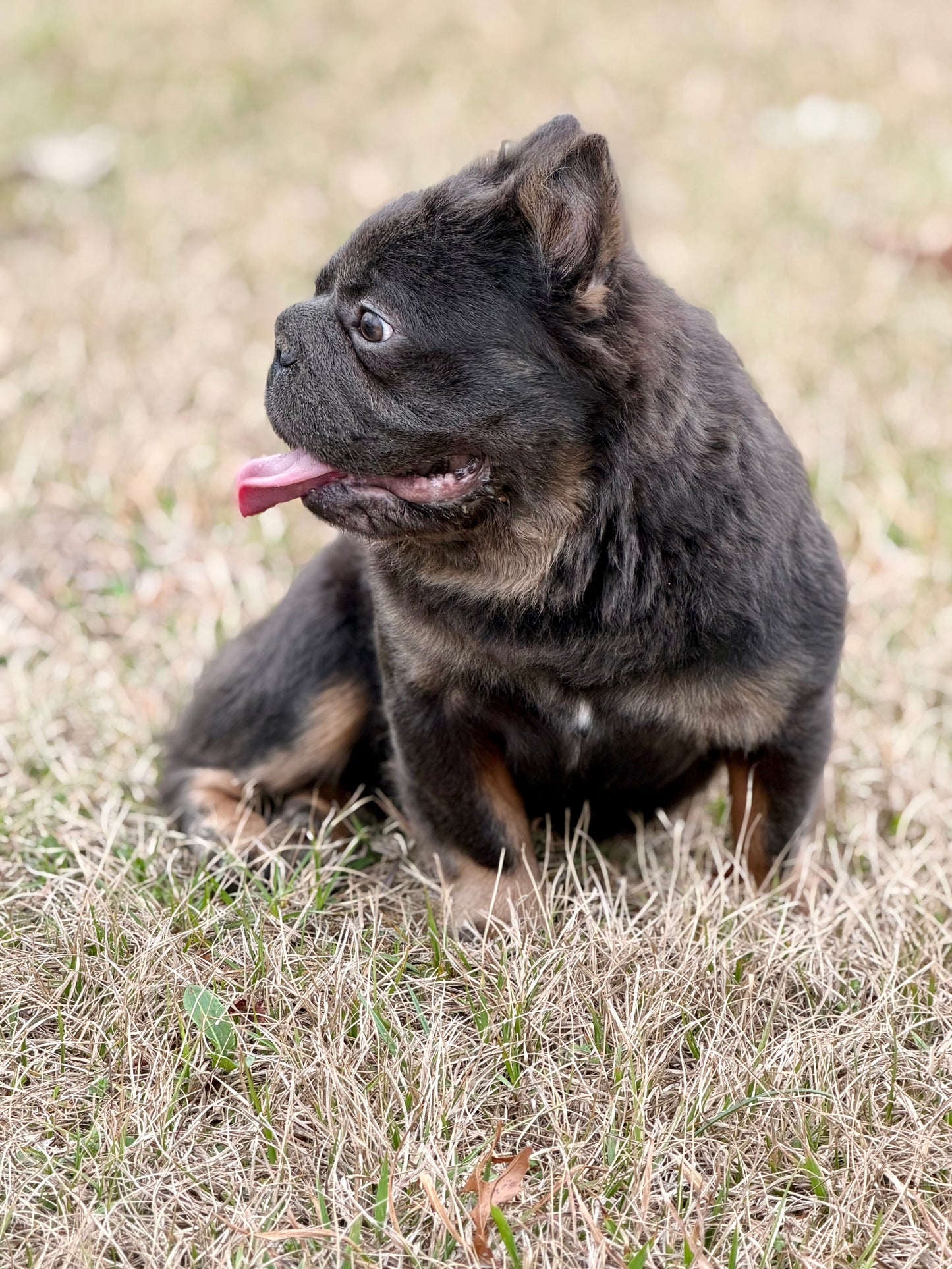 Bookie - Micro Blue & Tan Visual Fluffy Big Rope Carries Pink 12 Pounds EARLY INTRO $875