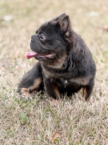 Bookie - Micro Blue & Tan Visual Fluffy Big Rope Carries Pink 12 Pounds EARLY INTRO $875