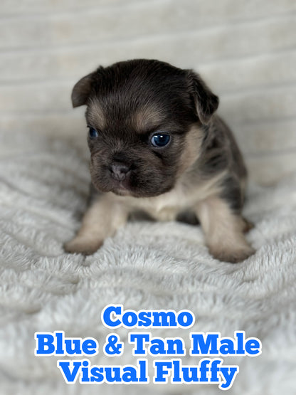 Cosmo - Male Blue & Tan Visual Fluffy - Reserved