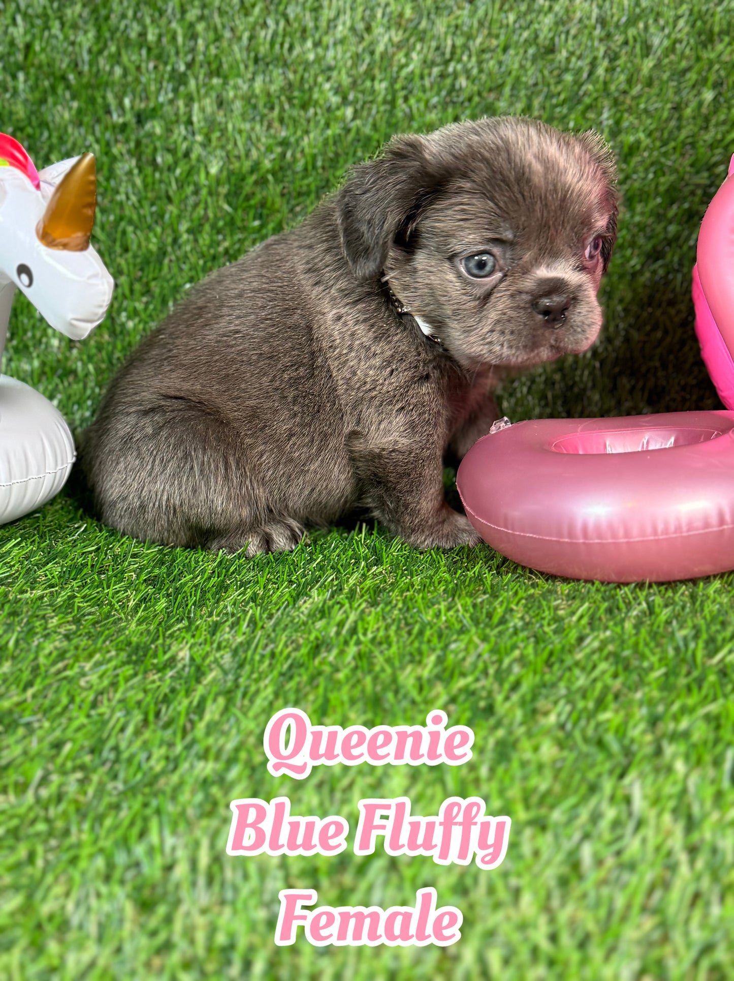 Queenie - Blue Visual Fluffy Female