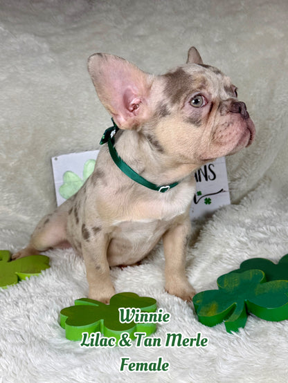 Winnie - Lilac & Tan Merle