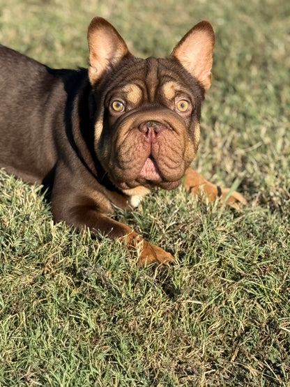 Bounty - Rojo & Tan Big Rope Carries Fluffy EARLY INTRO $750
