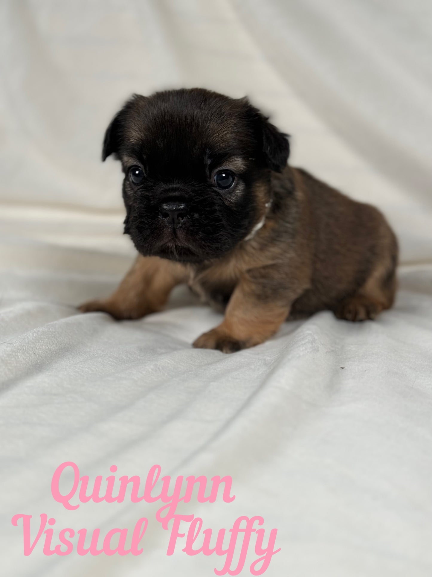 Quinlynn - Fawn Fluffy Female