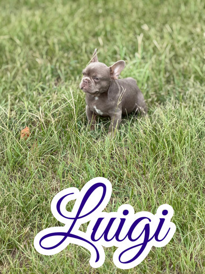 Luigi