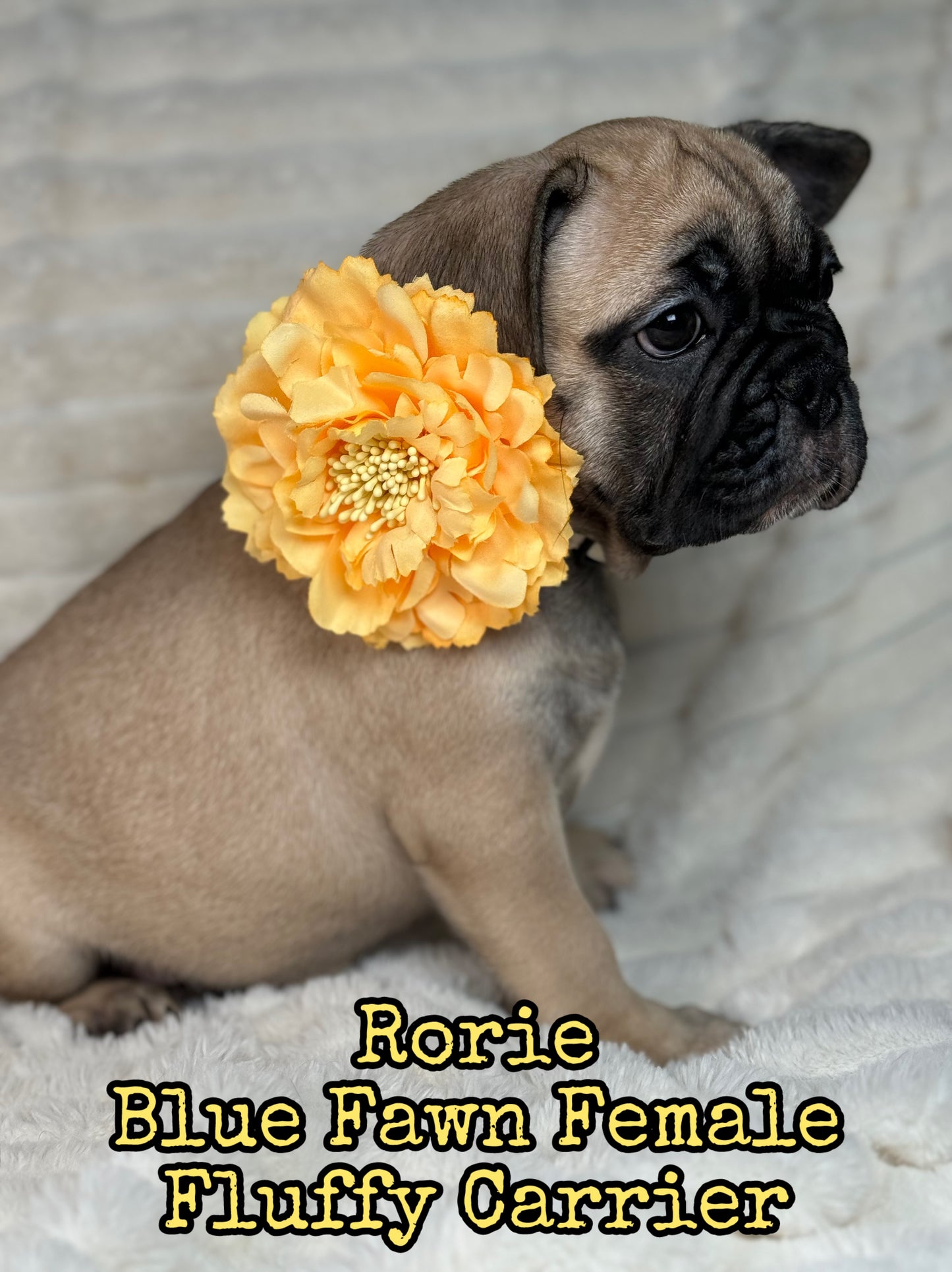 Rorie - Female Fawn - Reserved