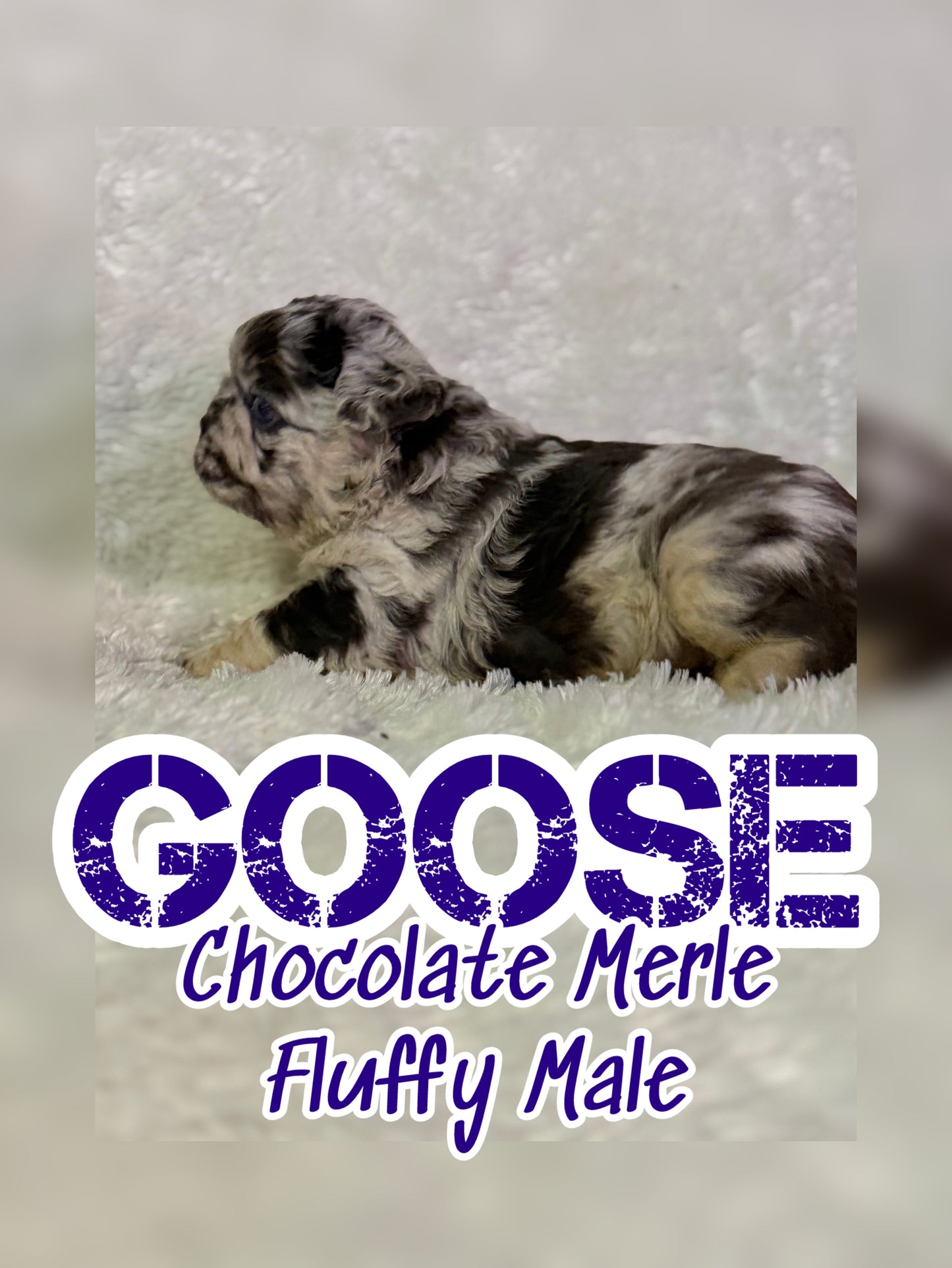 Goose