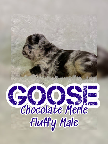 Goose