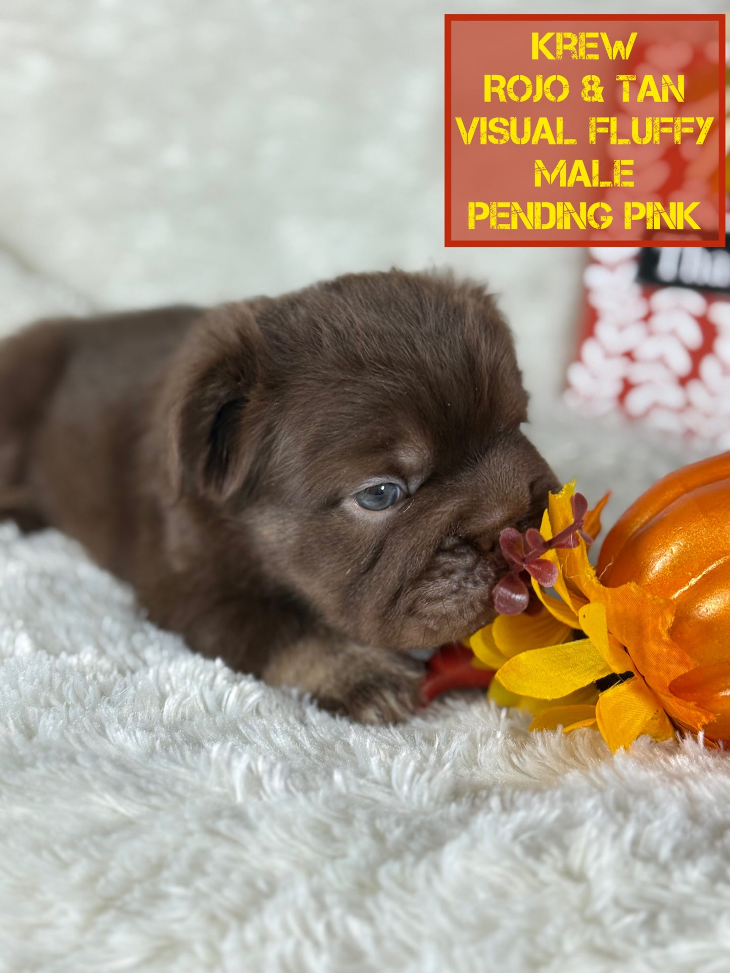 Krew - Rojo & Tan Fluffy Big Rope Pending Pink