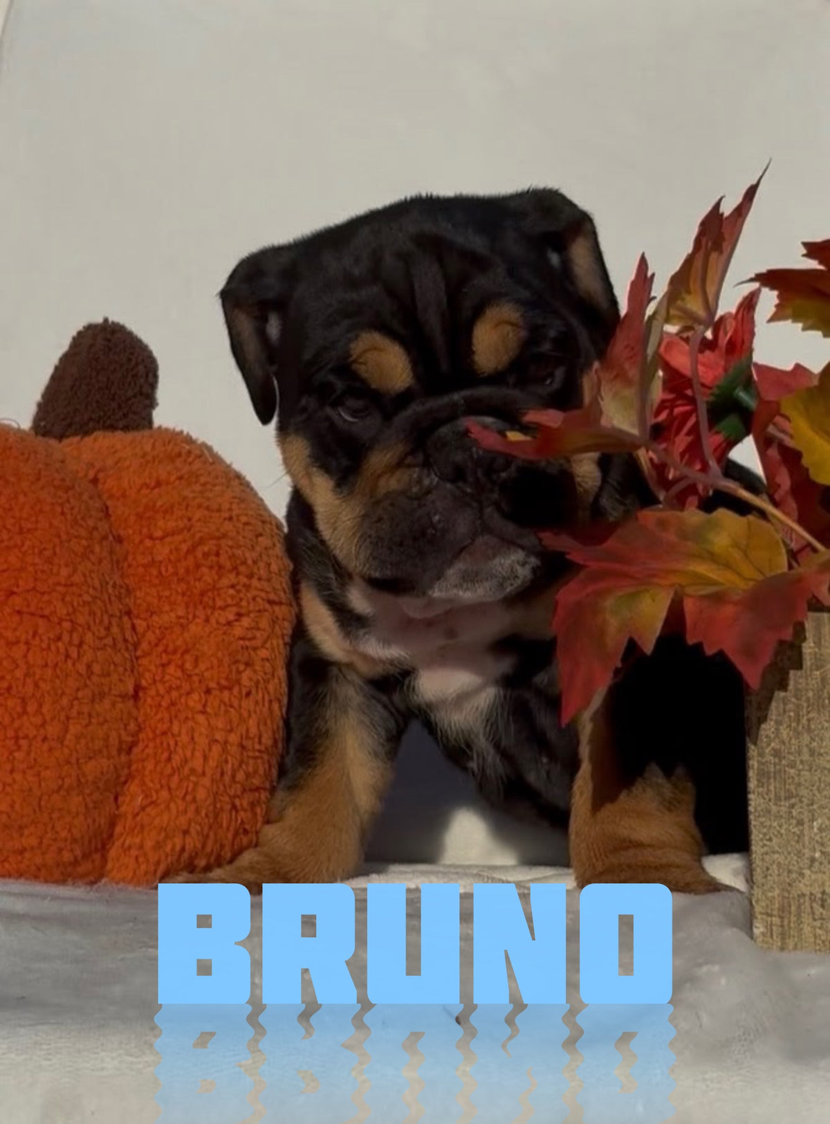 Bruno - English Bulldog