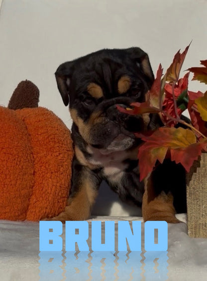 Bruno - English Bulldog