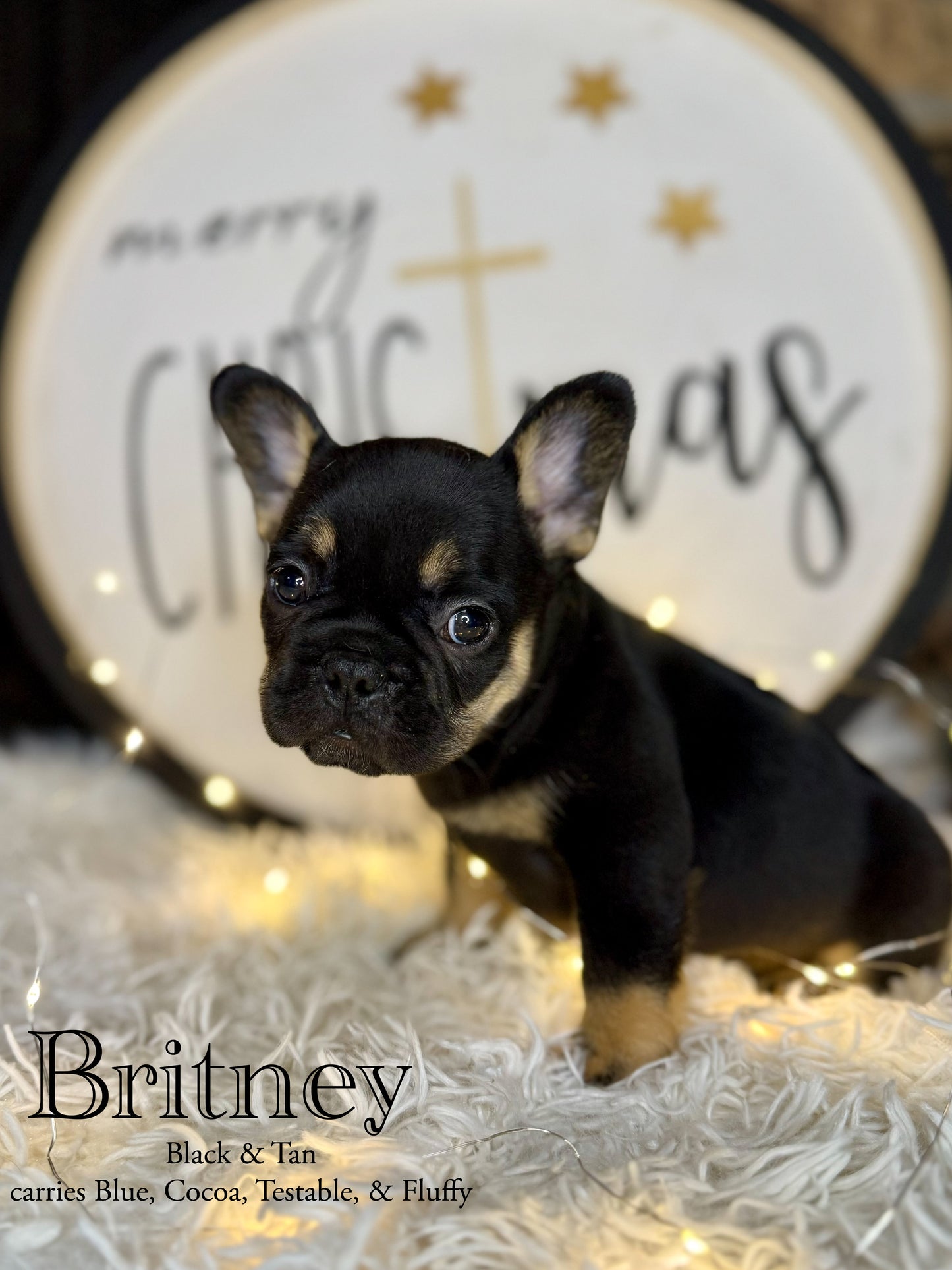 Britney - Female Black & Tan