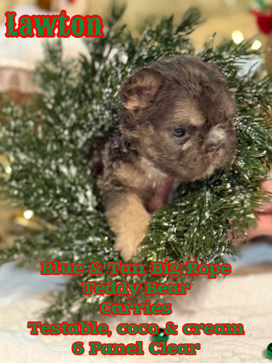 Lawton - Blue & Tan Teddy Bear Carries Testable, coco & cream