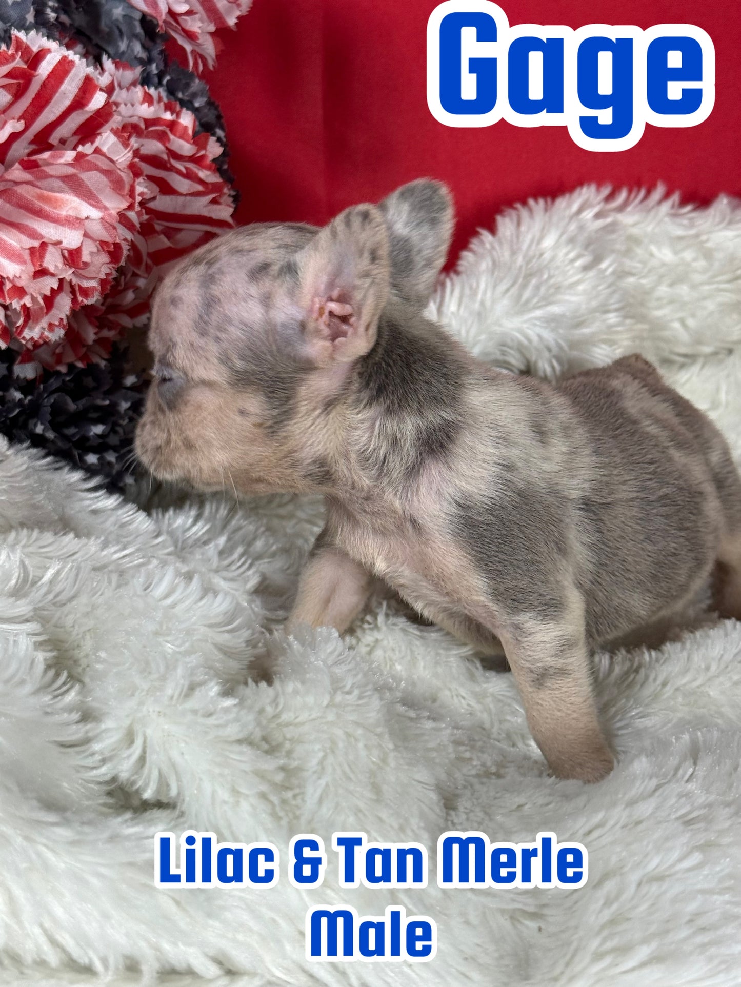Gage - Male Lilac & Tan Merle