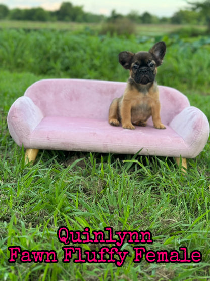 Quinlynn - Fawn Fluffy Female