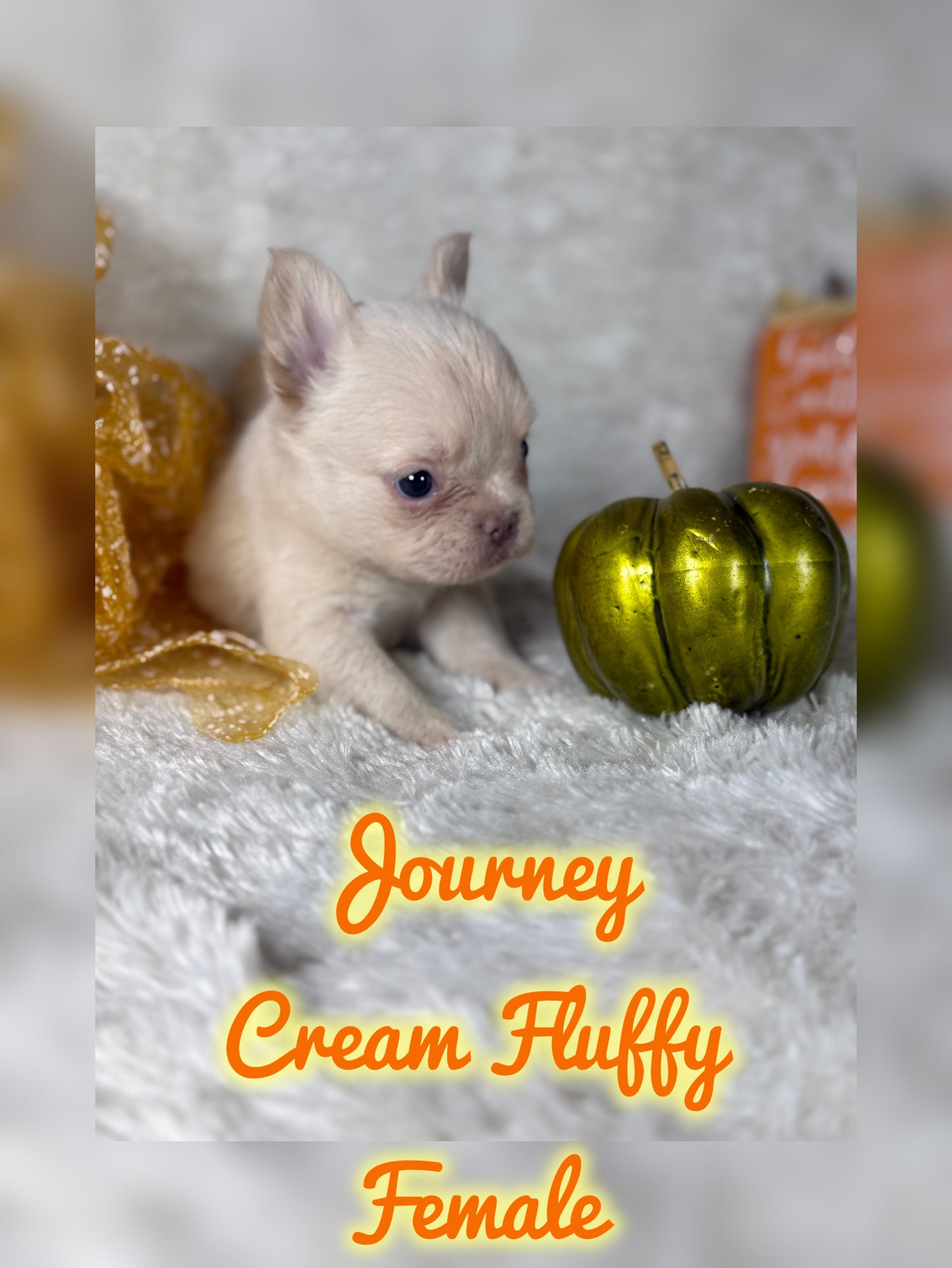 Journey - Cream Fluffy -Reserved