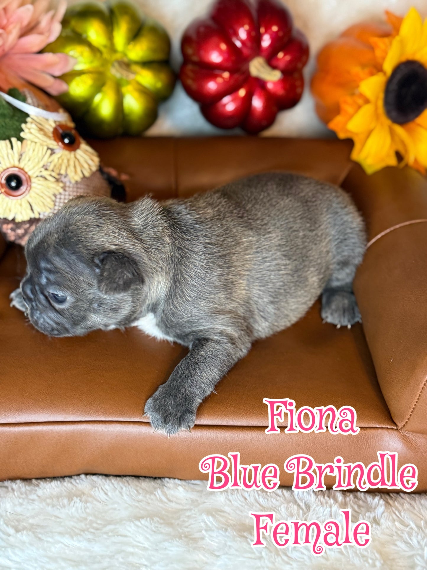 Fiona - Female Blue Brindle