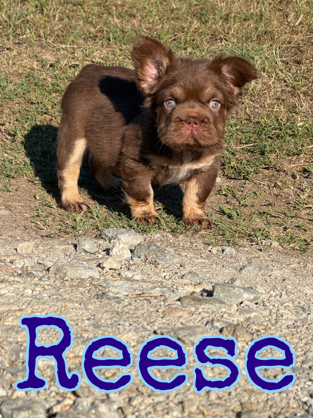 Reese