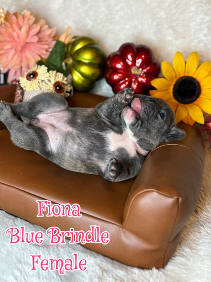 Fiona - Female Blue Brindle