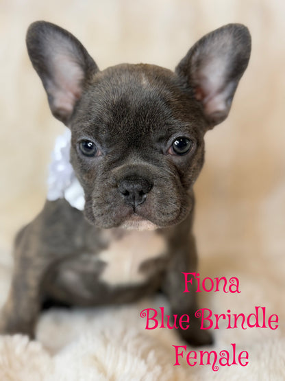 Fiona - Female Blue Brindle