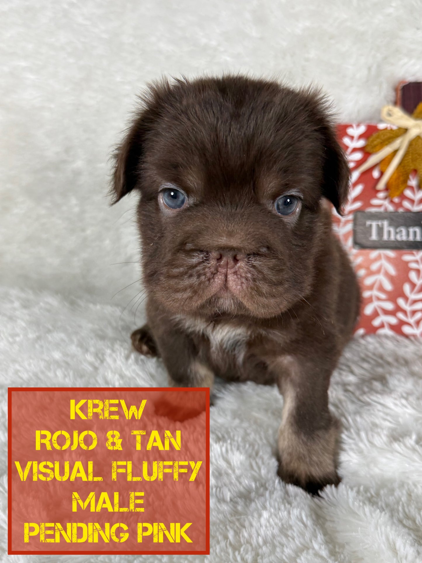 Krew - Rojo & Tan Fluffy Big Rope Pending Pink