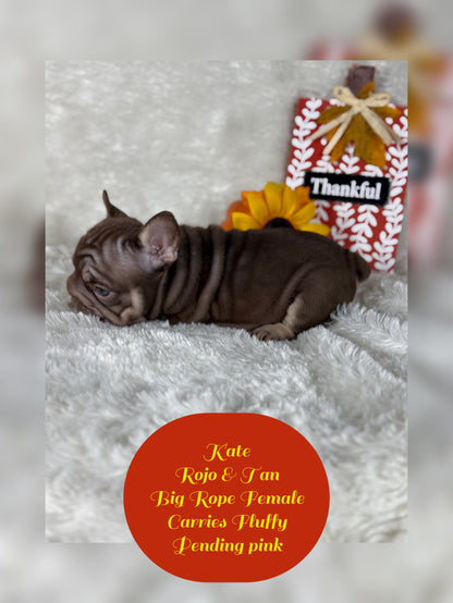 Kate - Rojo & Tan Big Rope Carries Fluffy Pending PINK