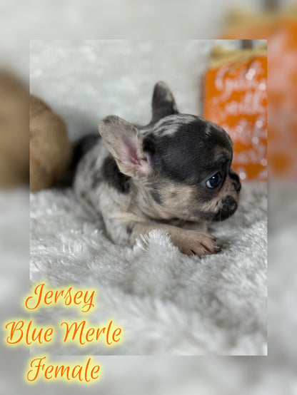 Jersey - Blue Merle
