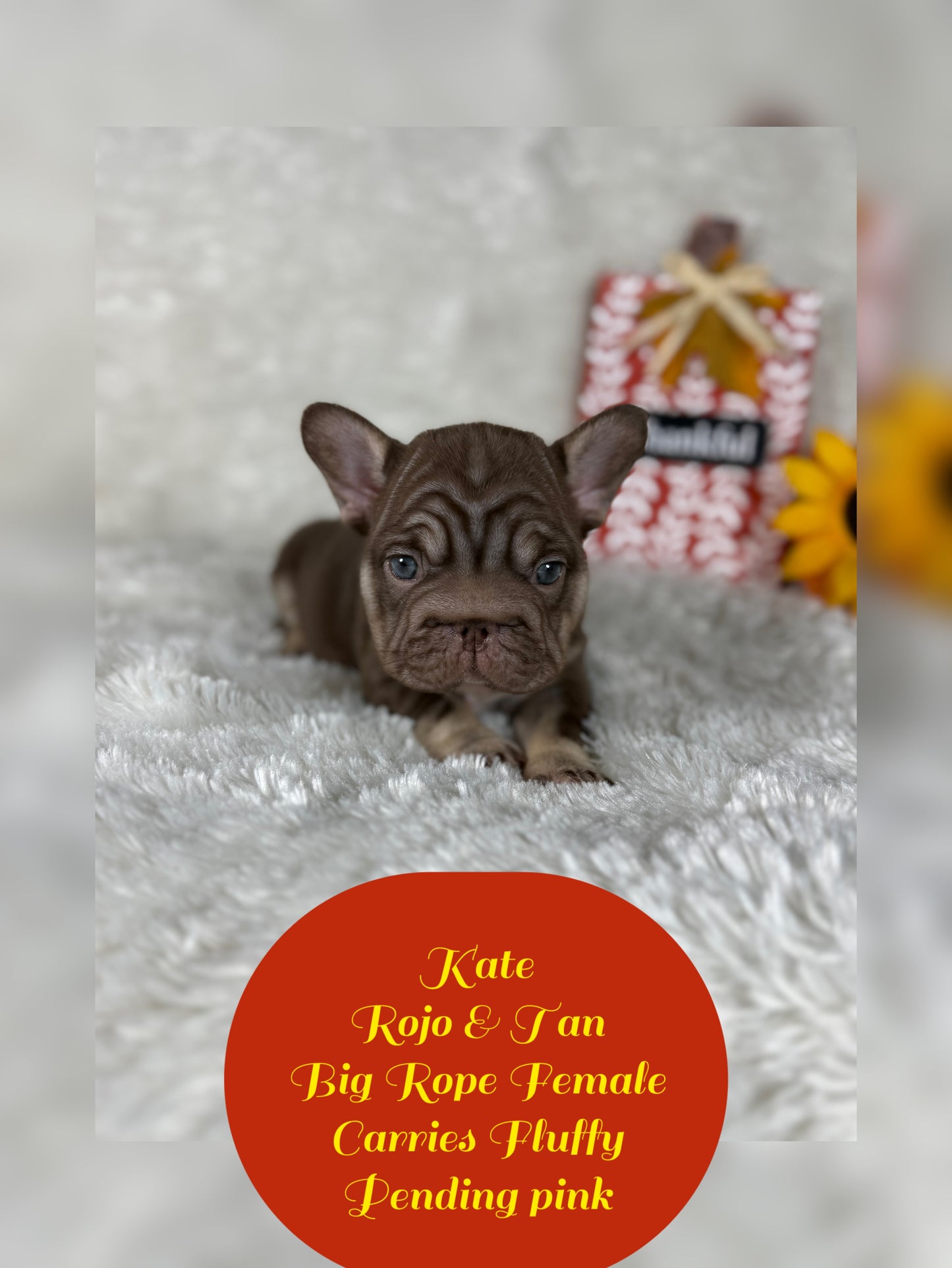 Kate - Rojo & Tan Big Rope Carries Fluffy Pending PINK