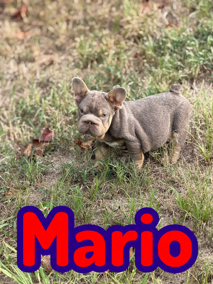 Mario